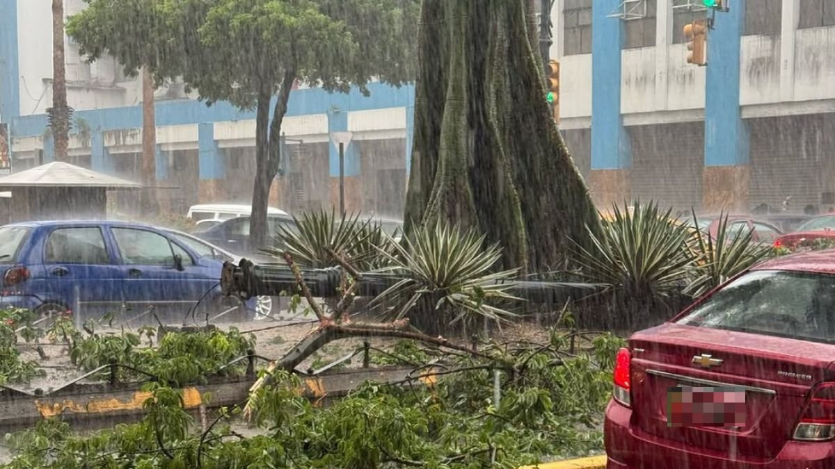 Las intensas lluvias y ráfagas de viento en Guayaquil han provocado caída de árboles.