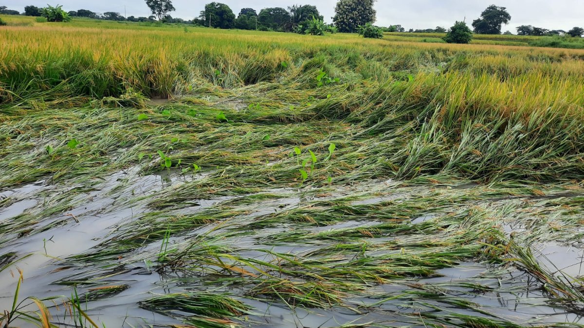 La inundación y los vientos fuertes afectaron al cultivo de arroz en el recinto Cabuyal, en Santa Lucia.