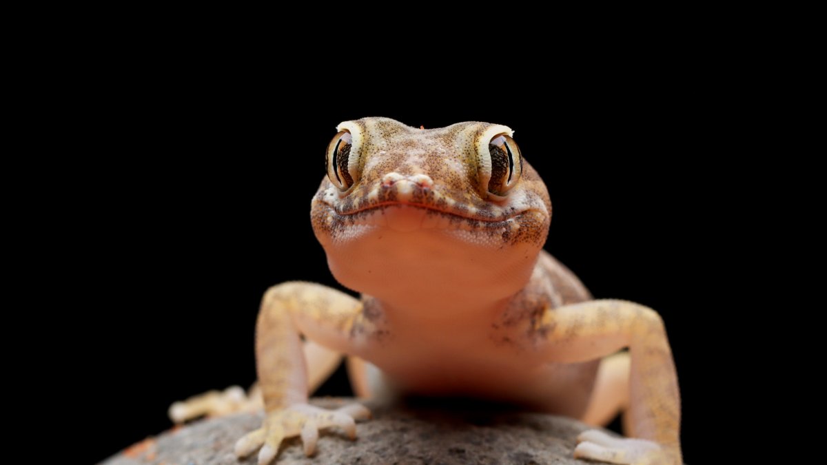 Lagartijas en el hogar: conoce sus causas, beneficios y los mejores métodos para mantenerlas alejadas sin dañarlas