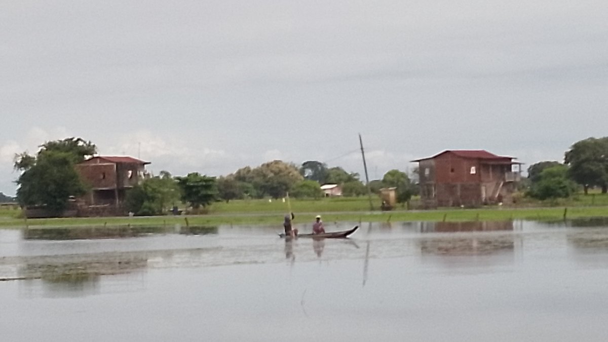 Daule. En el recinto Los Quemados, donde antes había un cultivo de arroz, ahora se ve solo agua. Los agricultores deben salir en canoa de sus casas.