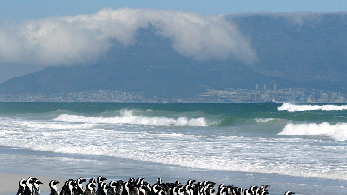 En la imagen de archivo, pingüinos en la playa de Derdesteen, Ciudad del Cabo, Sudáfrica. 
