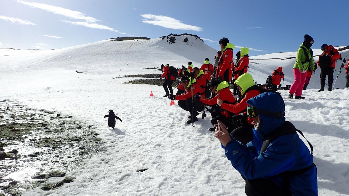 Varios turistas fotografían en la Antártida a un ejemplar de pingüino que escapa de la avalancha de personas.