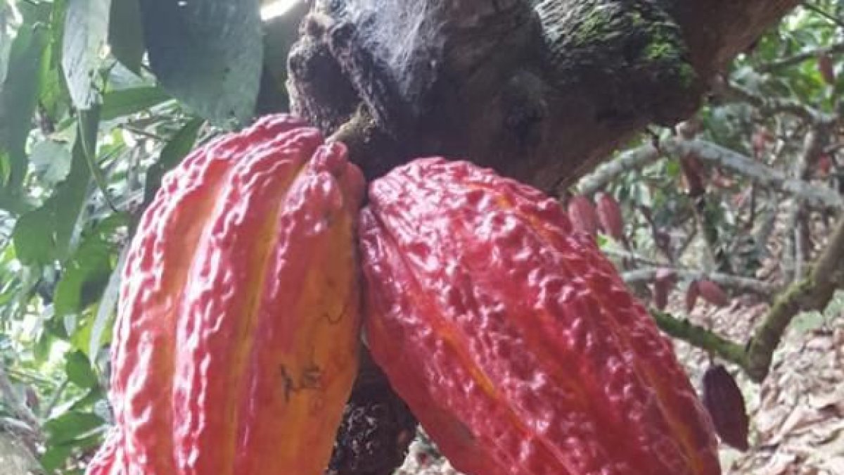 El precio del cacao ecuatoriano se calcula tomando como base el valor de la tonelada con entrega futura en mayo en la bolsa de Nueva York.