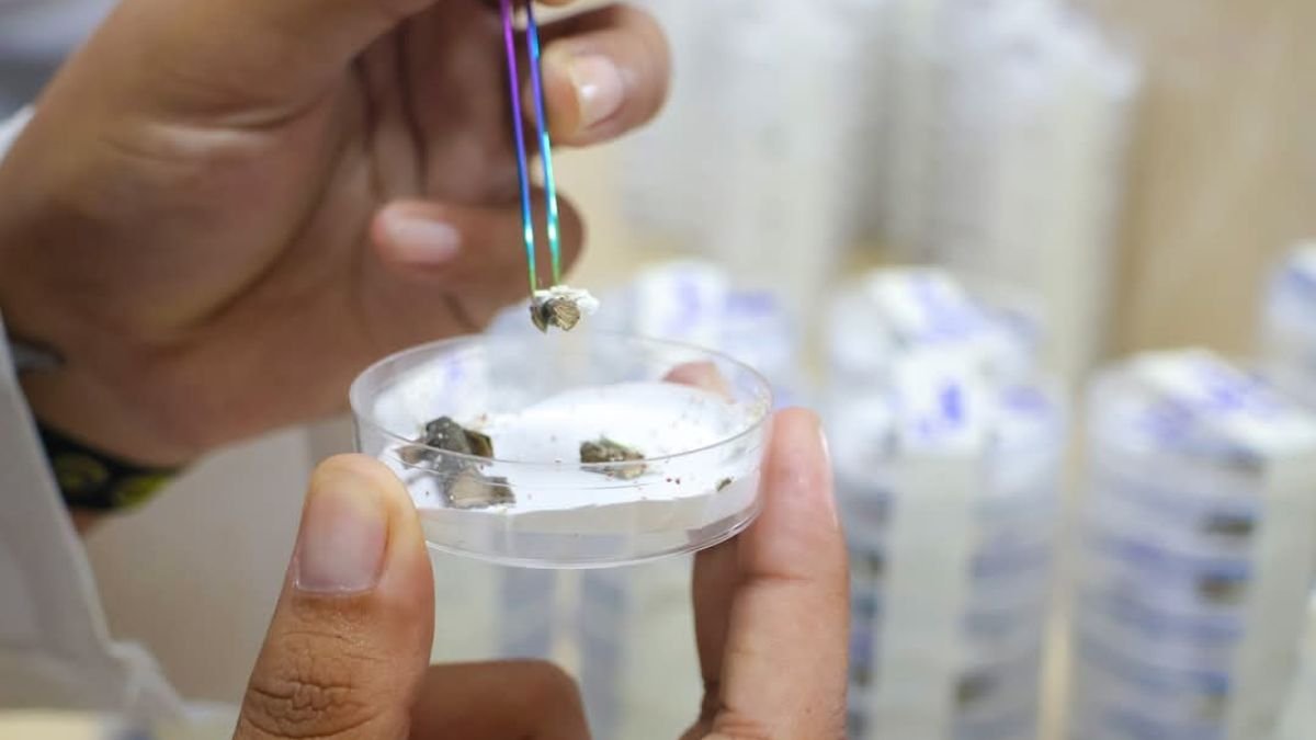 Investigación. Un proyecto de la Facultad de Ciencias Agrarias de la Universidad de Guayaquil busca soluciones naturales para combatir la plaga de la cochinilla.