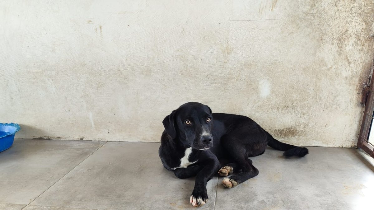 La fundación Alma Animal sufre del invierno todos los años.