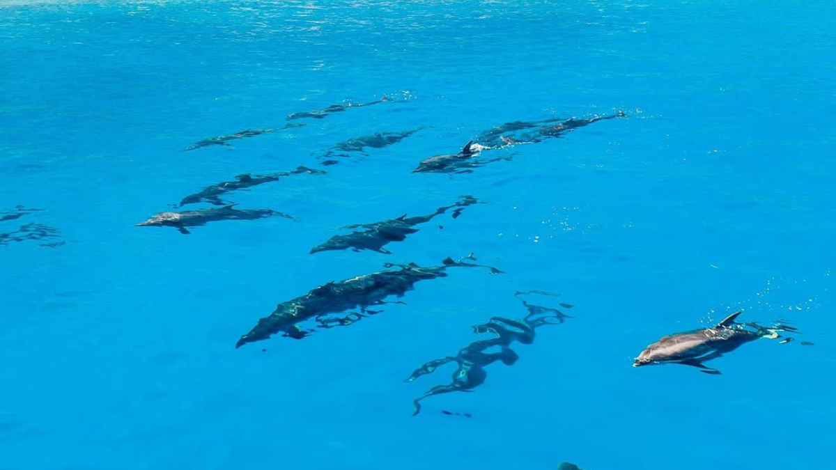 Una familia de delfines fue avistada en Galápagos.