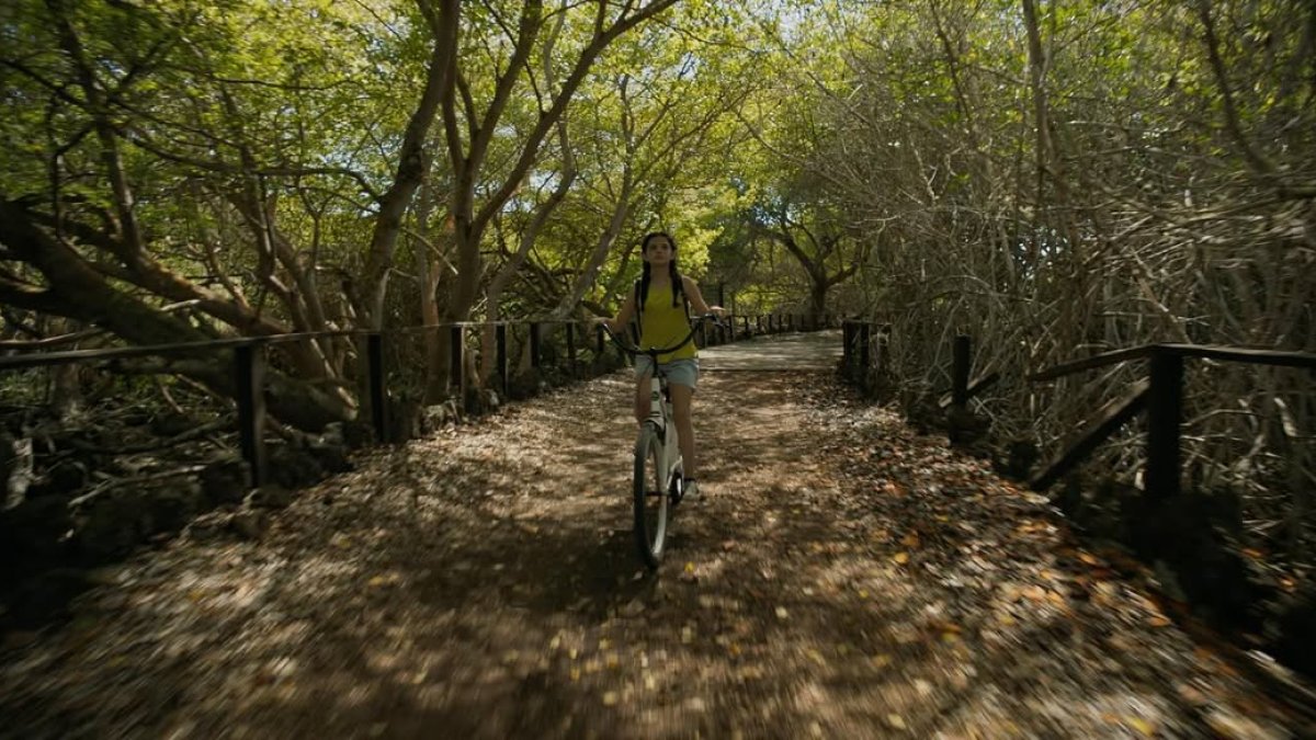 La invención de las especies.