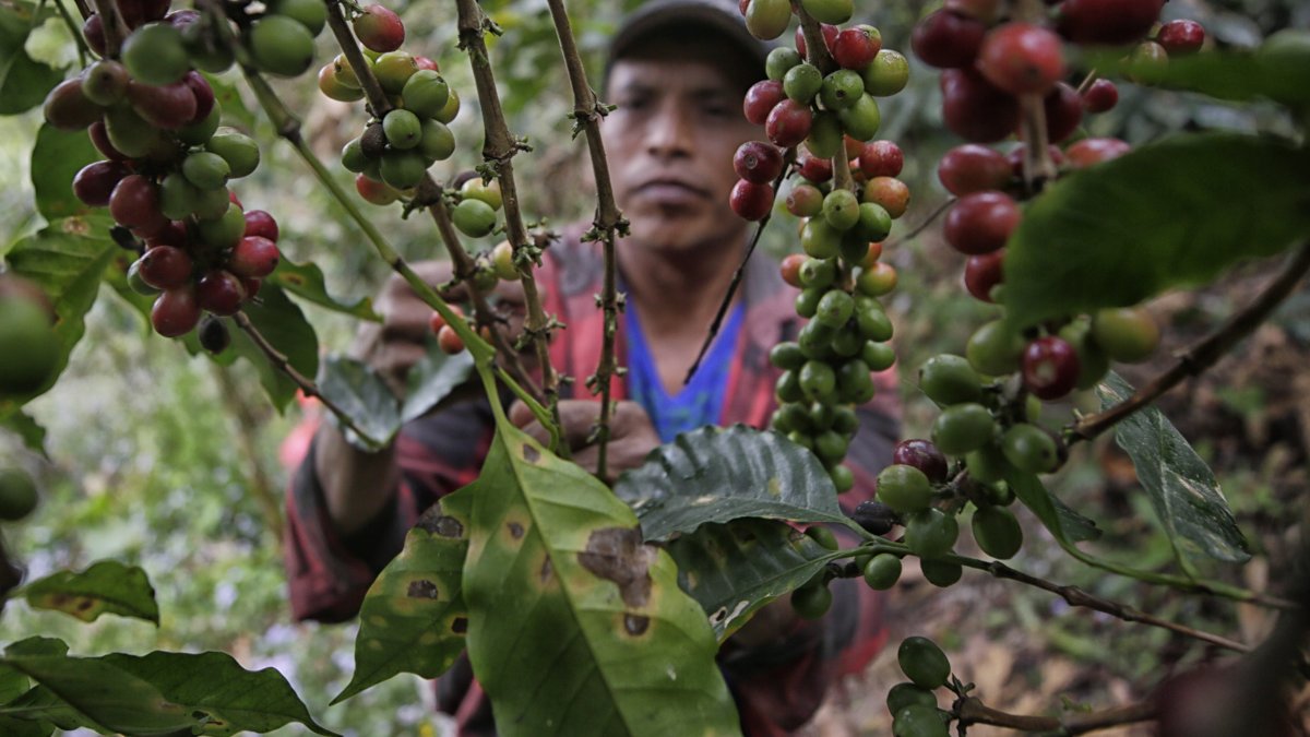 En la hojas de las plantas se nota la afectación por los hongos.
