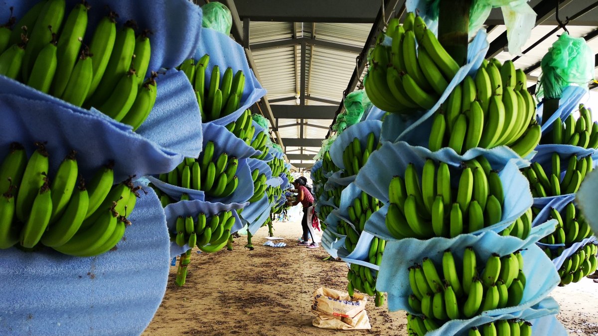 Una de las haciendas de producción de banano en Ecuador.