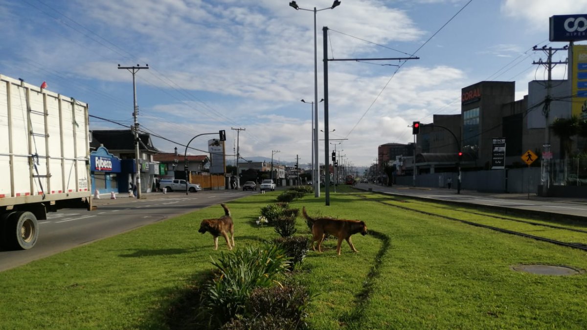 En Cuenca existen al menos 200.000 perros abandonados en la calle.