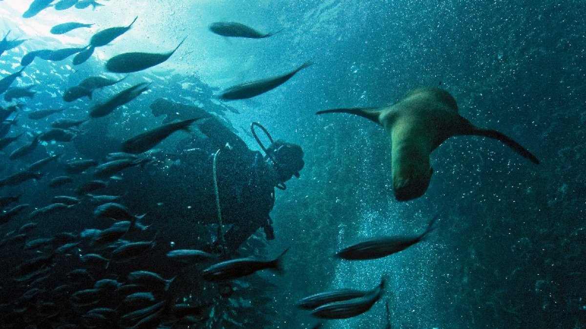 La Reserva Marina Hermandad cumplió tres años.