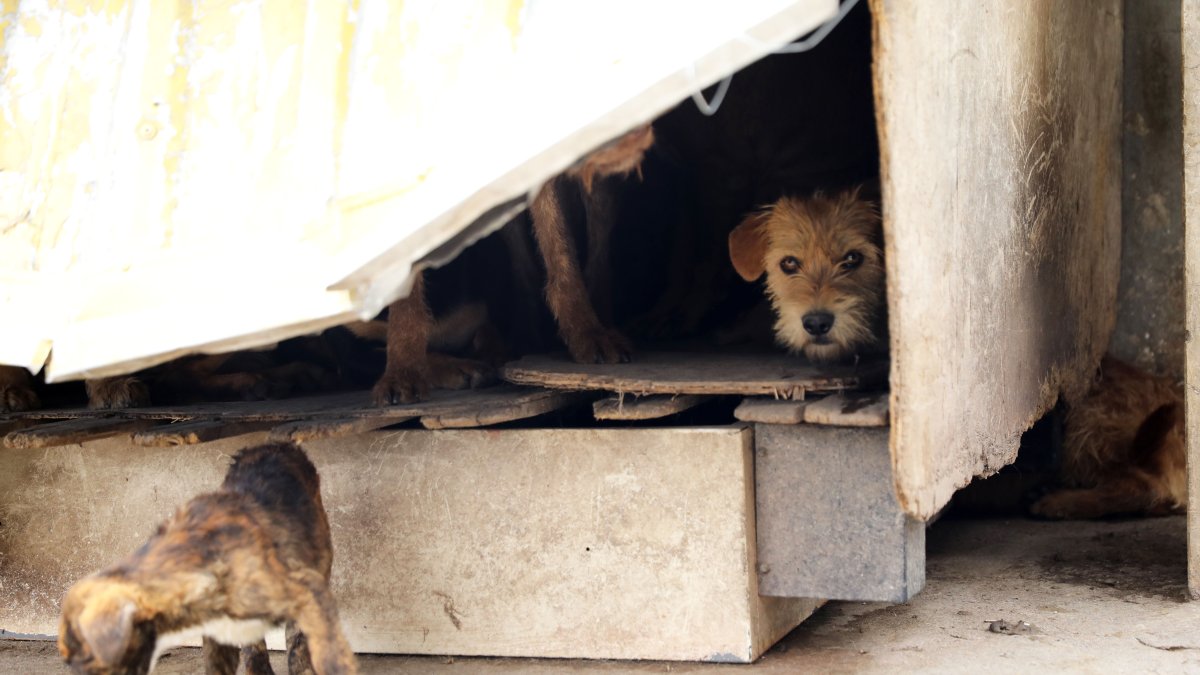 Los animales estaban en un espacio pequeño y lleno de excrementos.