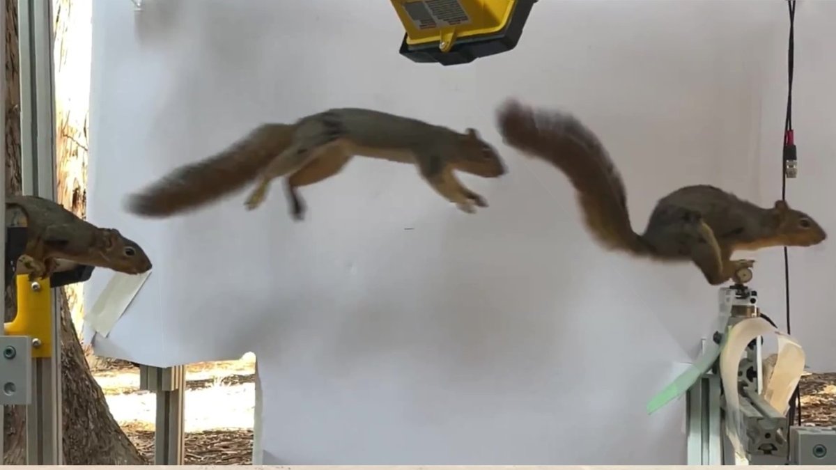 Arribauna ardilla salta de rama en rama instrumentada para medir la fuerza.Abajo, el robot Salto, modificado para saltar de una rama a otra utilizando principios derivados de estudios sobre ardillas.