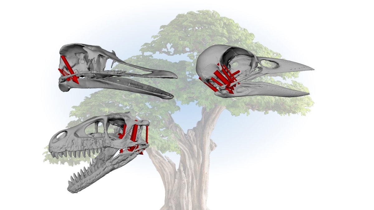 Ilustración que compara los cráneos de pájaro, reptil y dinosaurio.