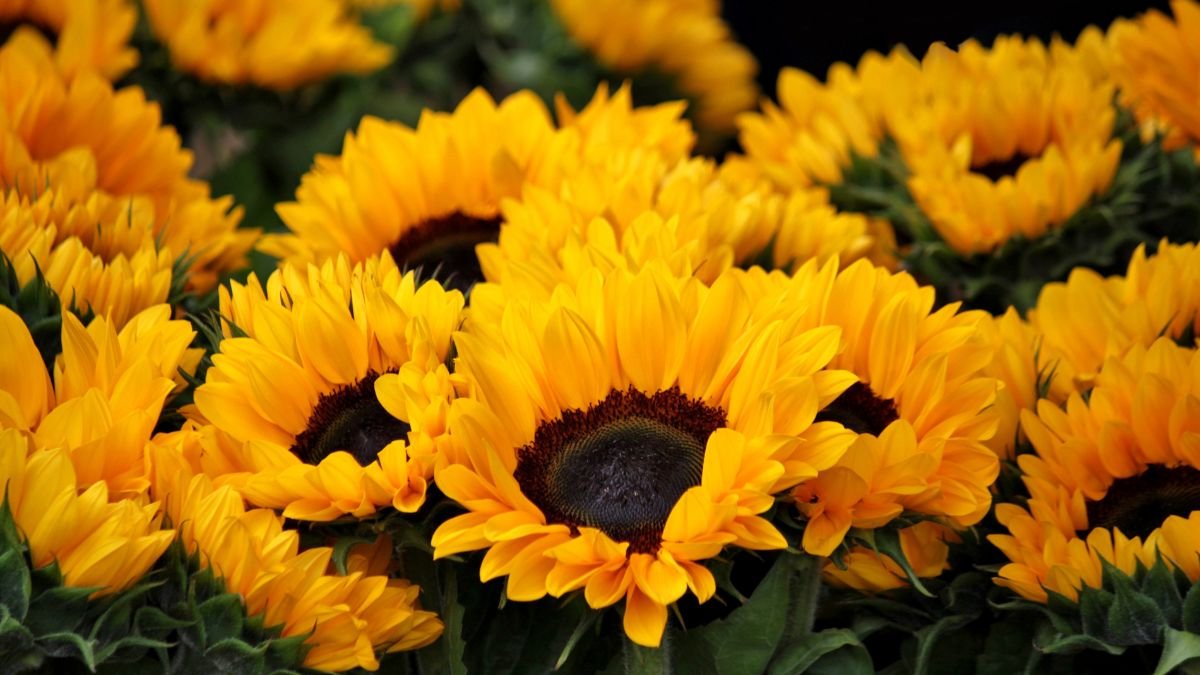 El 21 de marzo varias personas regalan flores amarillas a sus seres queridos.