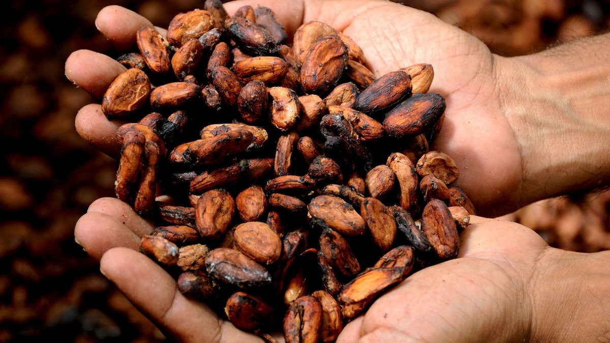 Las exportaciones de cacao han subido debido al mayor precio internacional.