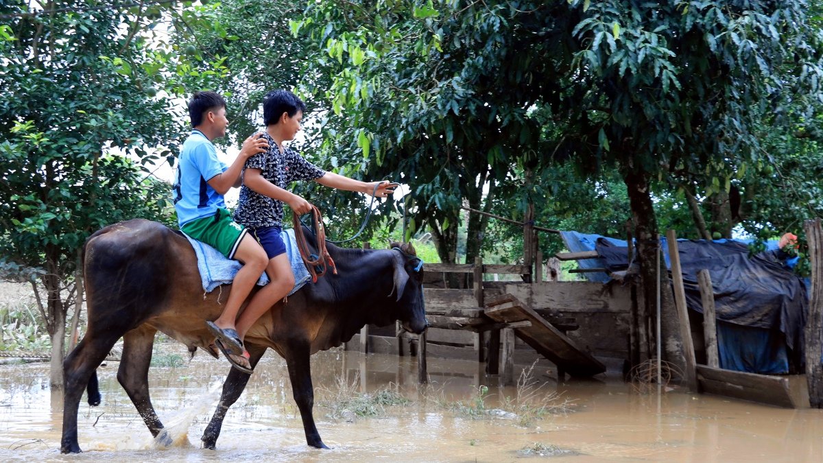 Dos personas utilizan una vaca para cruzar los caminos y calles inundadas tras el desbordamiento del río Beni por las fuertes lluvias.