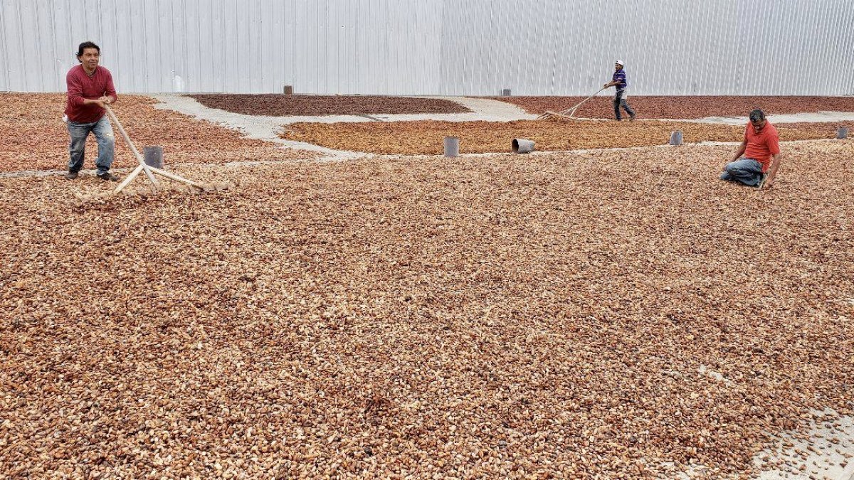 El precio del cacao ecuatoriano se calcula tomando como base el valor de la tonelada con entrega futura en mayo en la bolsa de Nueva York.