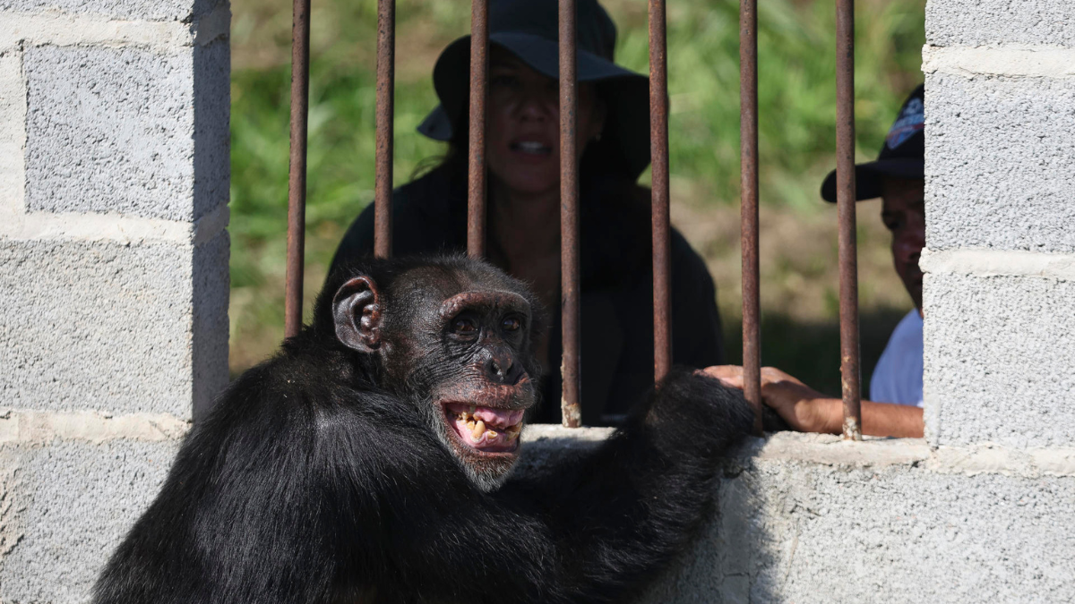 Yoko era el último chimpancé que se encontraba en cautiverio en Colombia.