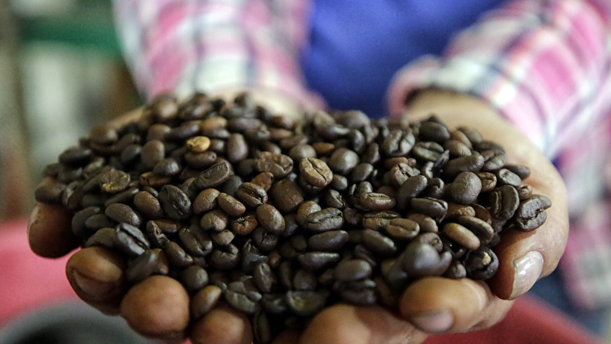 Un agricultor muestra el café que cosechó y lo puso a secar.