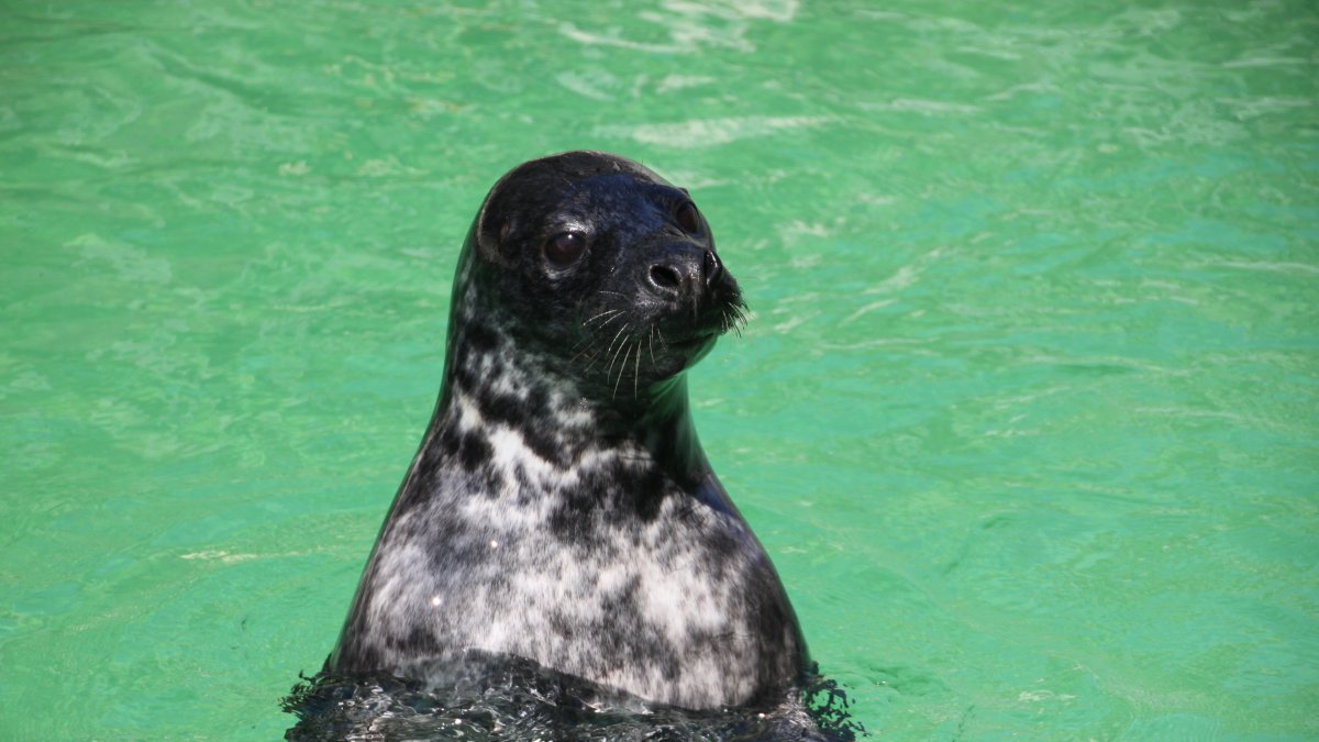 Oisín, una foca gris juvenil que fue fundamental en la investigación de este estudio.