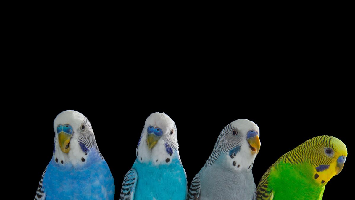 Fotografía de algunos de los loros usados en este estudio, pertenecientes a la especie conocida como periquitos. Fotografía facilitada por Christopher Auger-Domínguez. EFE