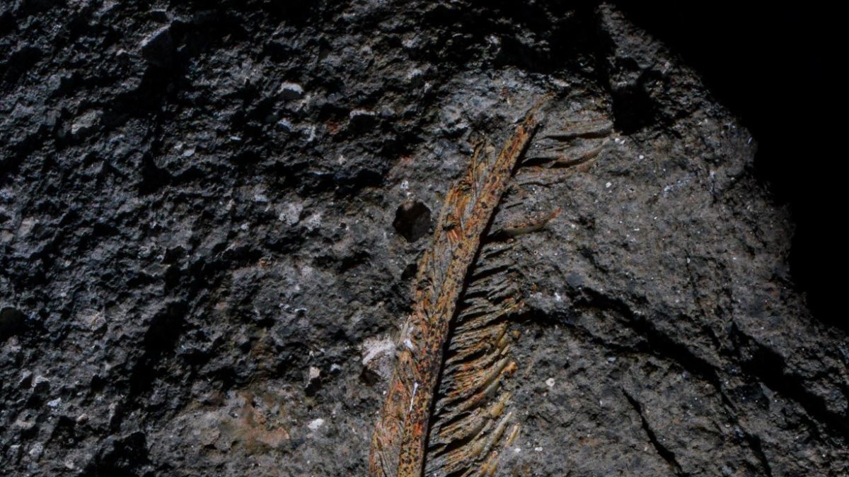 Imagen de una pluma fosilizada conservada con la roca volcánica. 