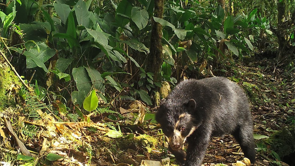 El avistamiento ocurrió en una de las fincas de Guandopungo.