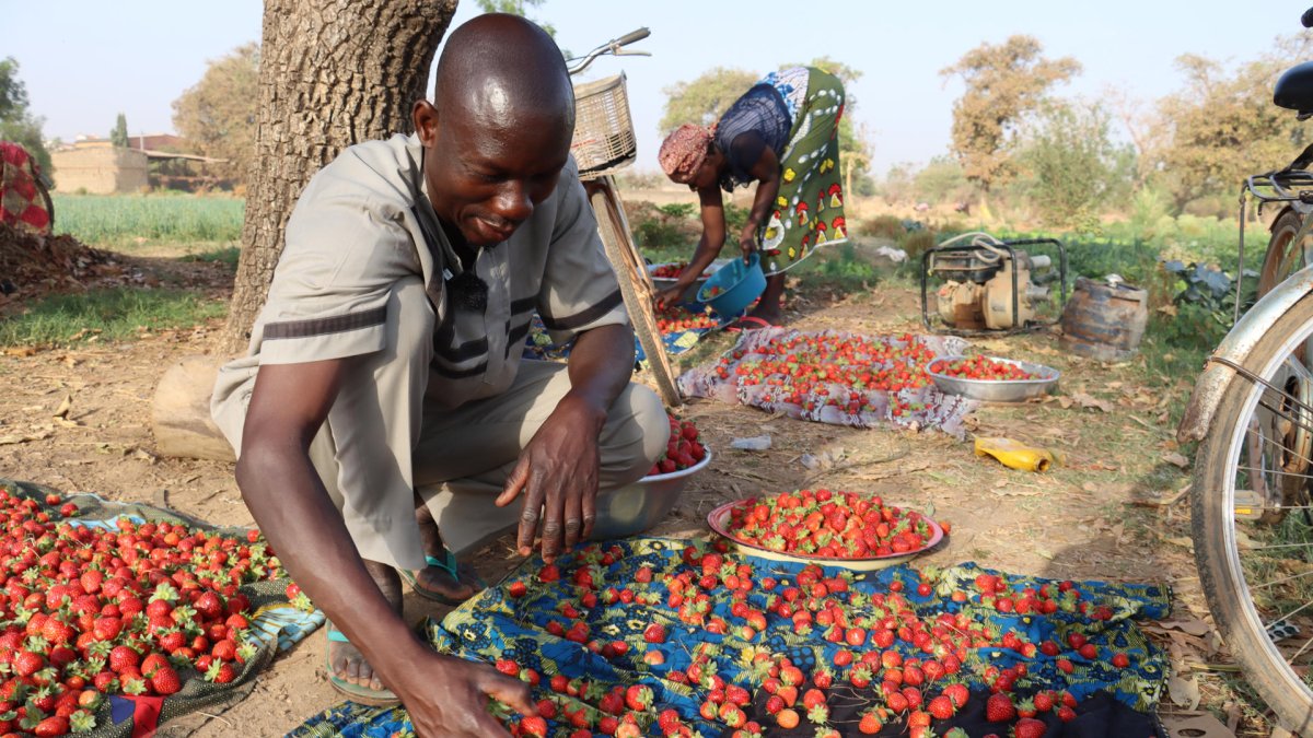 El agricultor Noufou Ouédraogo en su huerto de fresas en la capital de Burkina Faso, Uagadugú.