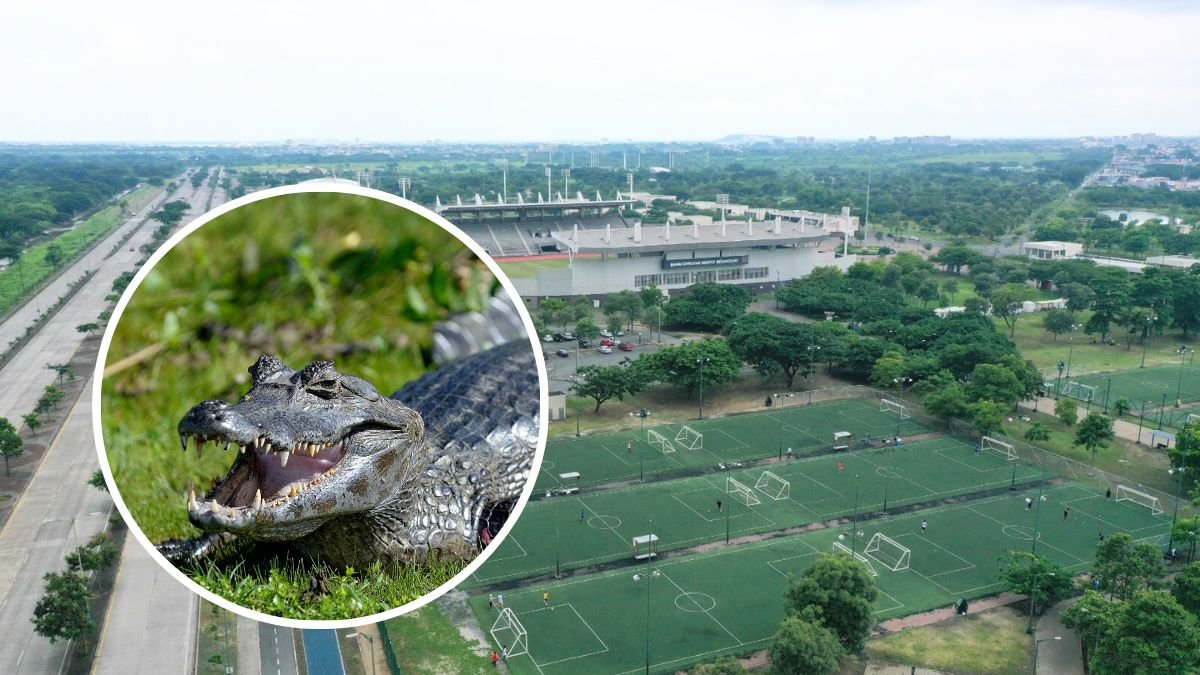 Referencial. El caimán fue encontrado en la avenida Paseo del Parque.
