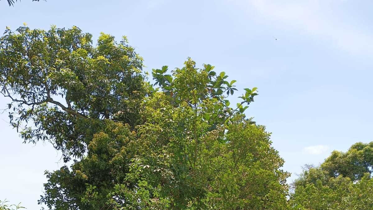 ============04 Pies de foto negro (35163167)============
Los árboles se cayeron, afectando incluso a viviendas. En otros puntos, los techados fueron destrozados por el viento.