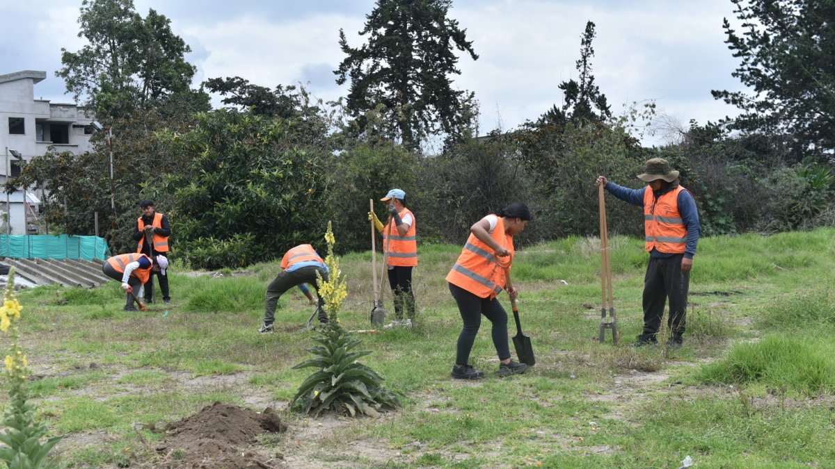 En la quebrada rellena Alugulla, 10 ciudadanos infractores hicieron hoyos para sembrar plantas nativas.