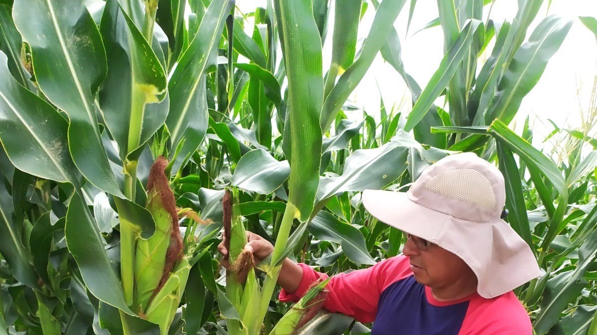 El trabajo de control del maíz en las granjas de la zona de Colonche.