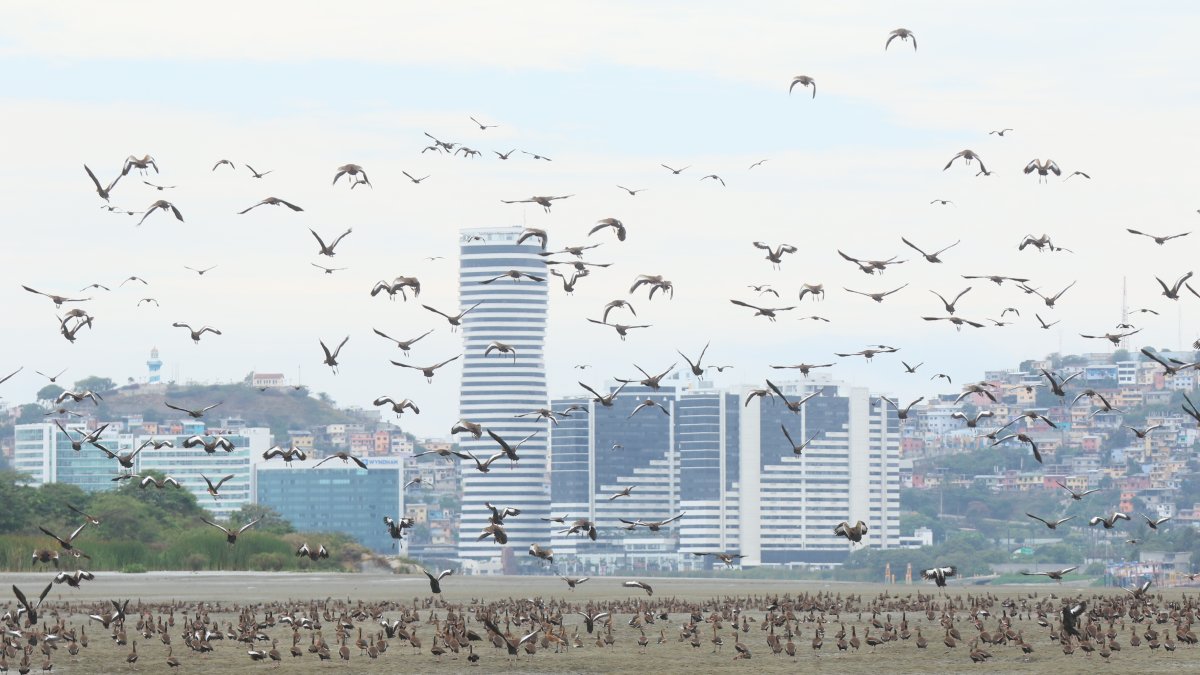 Situación. En diferentes épocas del año ha sido visible que decenas de aves se posan en zonas cercanas al aeropuerto.