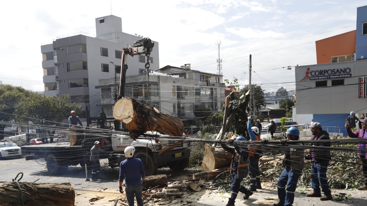 Continúan los trabajos de limpieza de árbol caído en el barrio Granada Centeno en el norte de Quito.