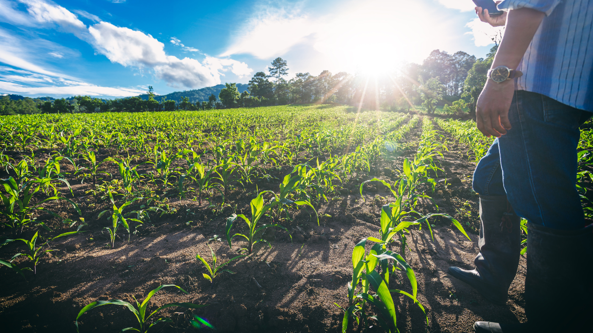 Cultivo. Un agricultor observa que este año tendrá una buena cosecha de maíz.