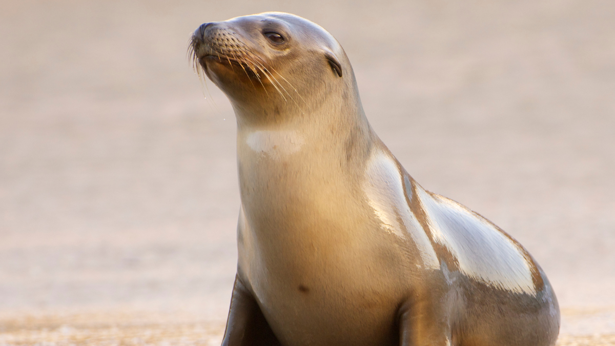 El león marino Leo, protagonista del documental de Disney+ 'Leones Marinos de las Galápagos', lucha por encontrar su lugar en un mundo lleno de desafíos naturales.