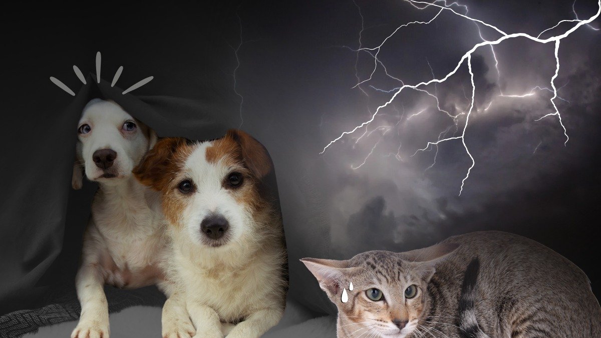 Los animales de compañía son sensibles ante el ruido de los truenos.
