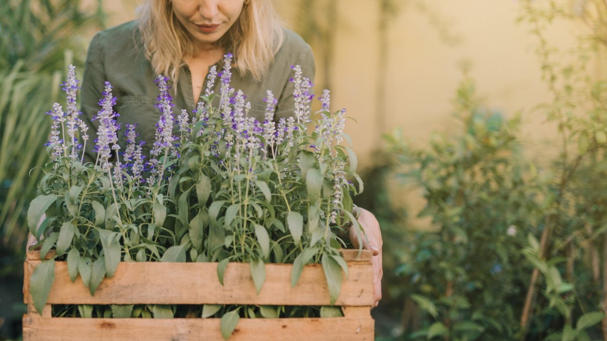 Conozca los beneficios de la salvia