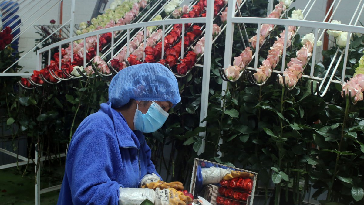 Las flores que pagan el 6,80 % de arancel, ahora pagarán el 16,8 %.