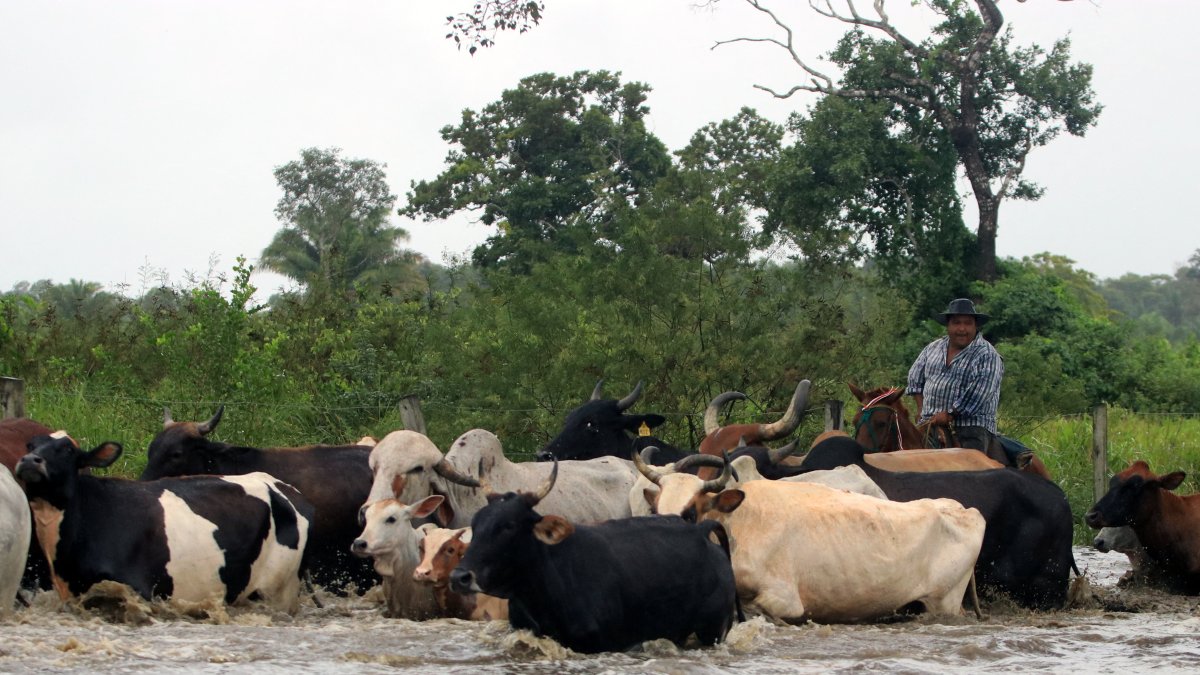 Ganaderos bolivianos pasean su rebaño en medio de las inundaciones causadas por las inmensas lluvias que azotan el país.