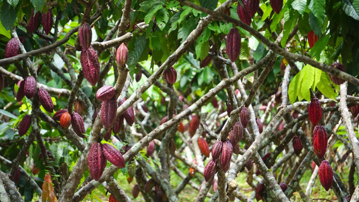 El cacao ecuatoriano ingresará a Estados Unidos con el 10 % de arancel.