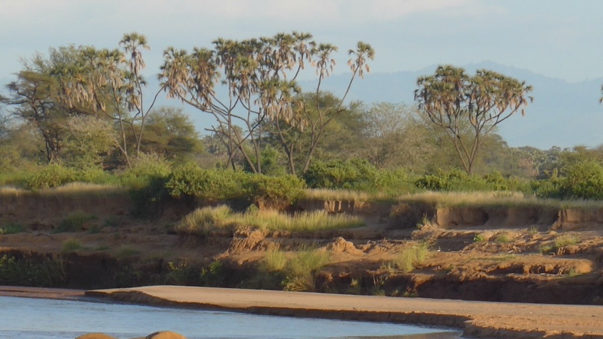 Elefantes cruzando el río Ewaso Ewaso Ng'iro (Samburu, Kenia).