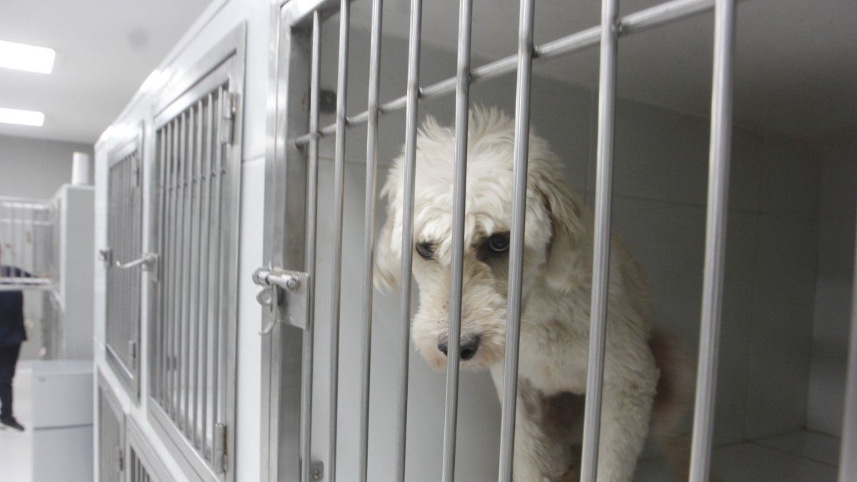 Rescates. Los perros que son rescatados se mantienen durante un tiempo enjaulados hasta que logren tener la documentación completa y poder ser puestos en adopción.