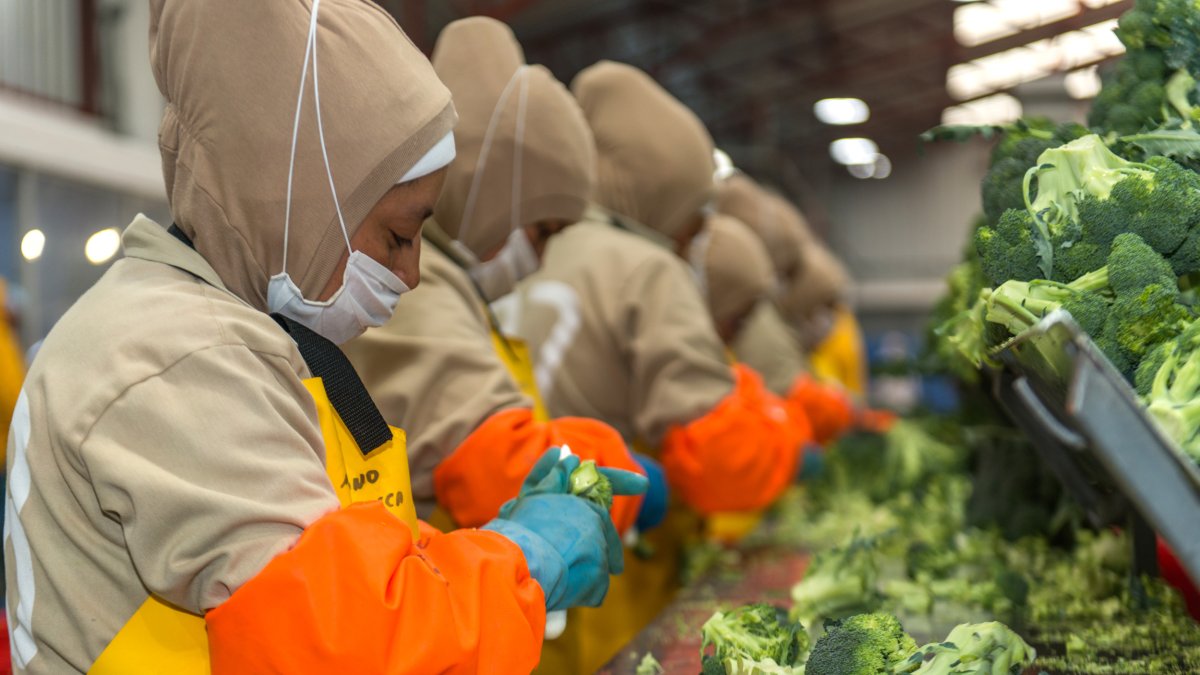 El brócoli, que hoy paga un arancel del 14,9%, ahora empezará a pagar un 24,9 %.