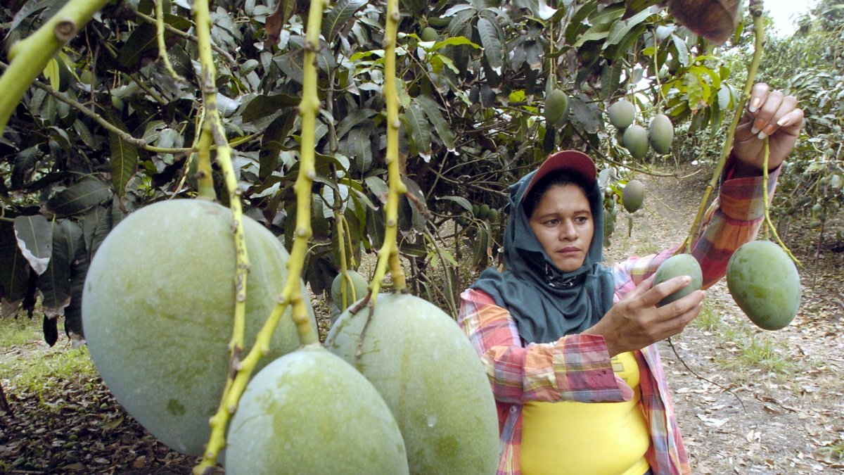 La industria del mango es de las más afectadas por el nuevo arancel global de EE.UU.