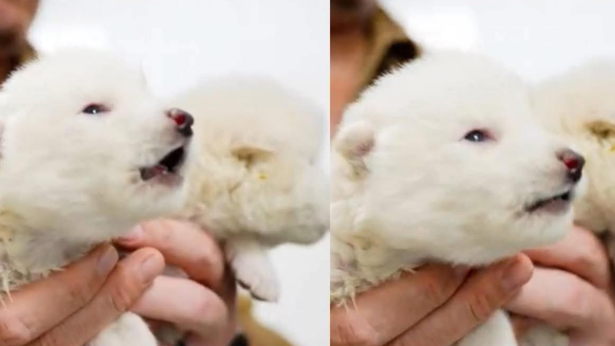 Primero cachorros de lobos terribles.
