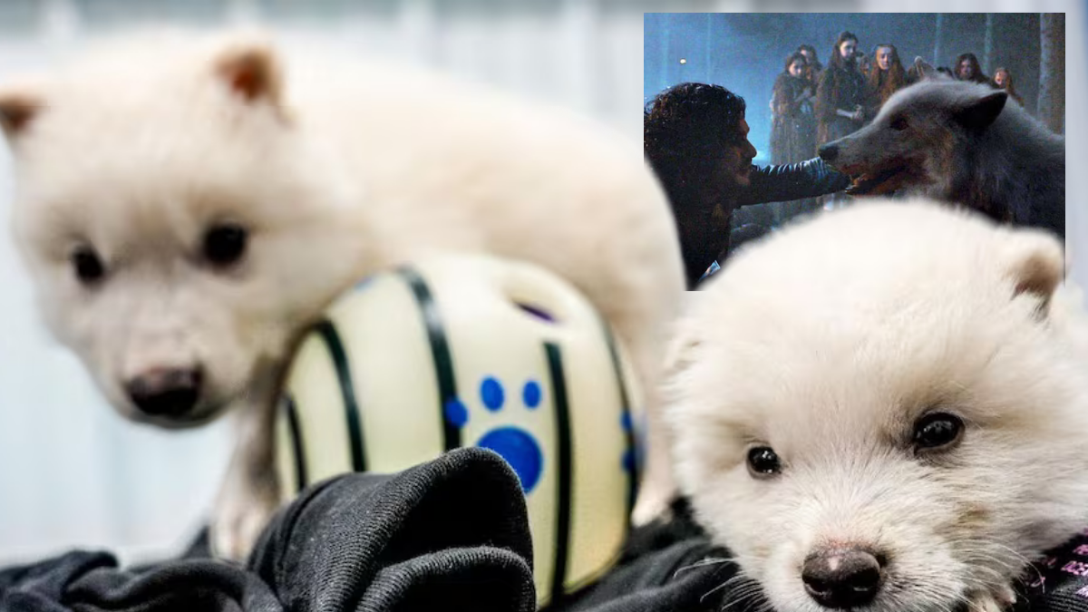 Rómulo y Remo, los primeros lobos terribles “resucitados” por ingeniería genética.