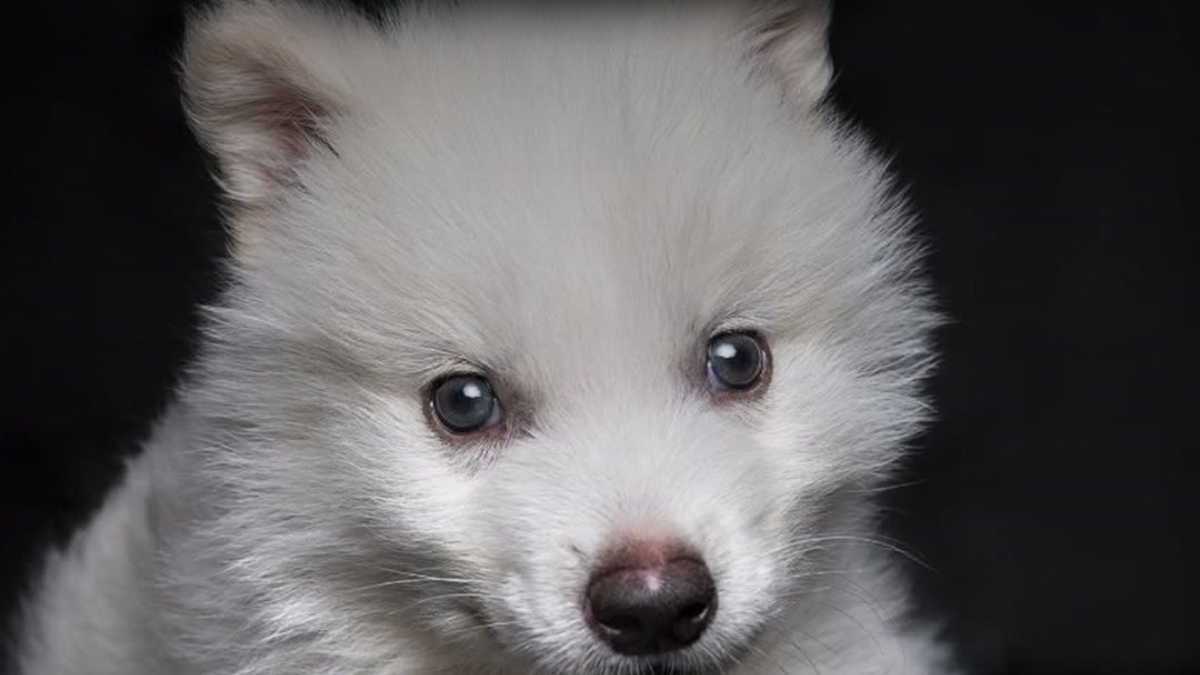 Cachorro de lobo terrible.