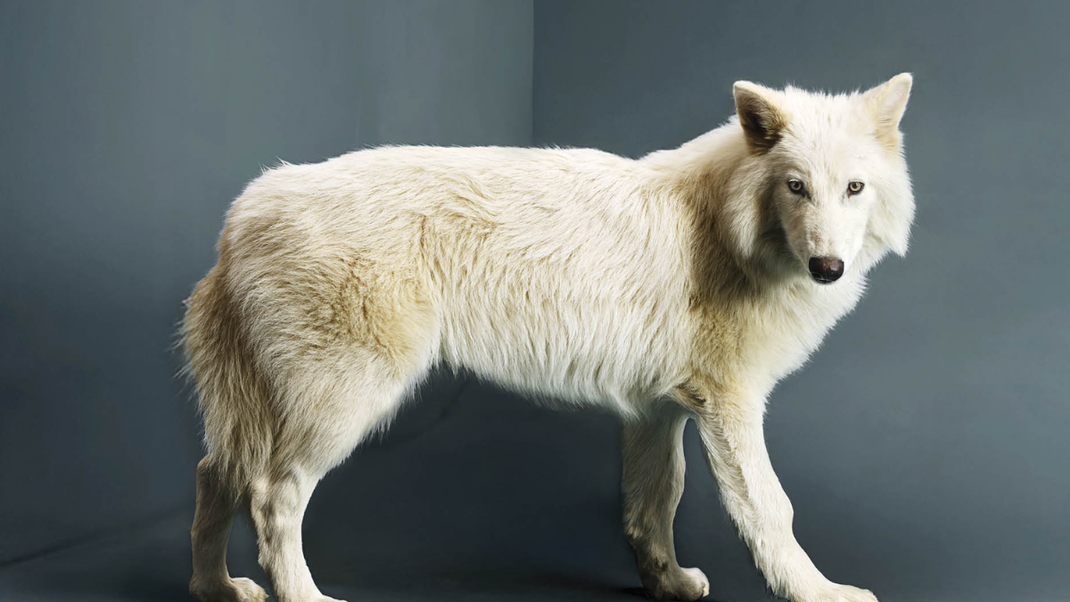 Reviven al “Lobo Terrible” tras 10.000 años extinto.